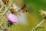 Macroglossum stellatarum (Sfinge colibrì)
