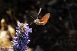 Macroglossum stellatarum (Sfinge colibrì)
