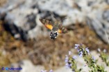 Macroglossum stellatarum (Sfinge colibrì)