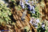 Macroglossum stellatarum (Sfinge colibrì)