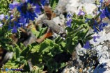 Macroglossum stellatarum (Sfinge colibrì)
