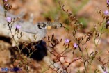 Macroglossum stellatarum (Sfinge colibrì)