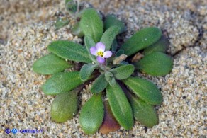 Marcus-kochia ramosissima (Malcolmia ramosissima)