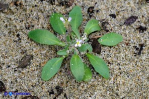 Marcus-kochia ramosissima (Malcolmia ramosissima)