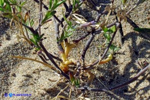 Marcus-kochia ramosissima (Malcolmia ramosissima): esemplare biennale