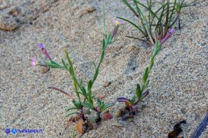 Marcus-kochia ramosissima (Malcolmia ramosissima)