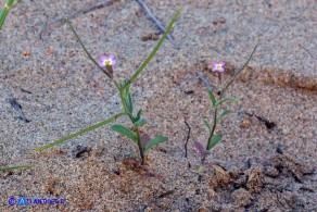 Marcus-kochia ramosissima (Malcolmia ramosissima)