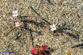 Marcus-kochia ramosissima (Malcolmia ramosissima)