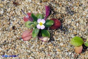 Marcus-kochia ramosissima (Malcolmia ramosissima)