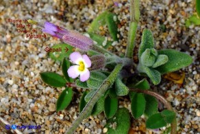 Marcus-kochia ramosissima (Malcolmia ramosissima): parti del fiore
