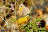 Maniola nurag (Satiro dei nuraghi) maschio