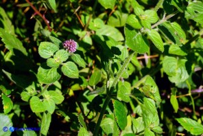 Mentha x piperita subsp. citrata (Menta citrata spontanea)