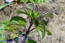 Mentha x piperita subsp. citrata (Menta citrata spontanea)