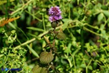 Mentha x piperita subsp. citrata (Menta citrata spontanea)