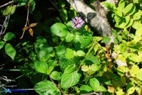 Mentha x piperita subsp. citrata (Menta citrata spontanea)