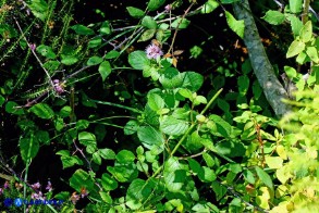 Mentha x piperita subsp. citrata (Menta citrata spontanea)