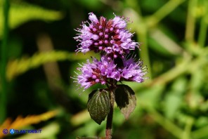 Mentha x piperita subsp. citrata (Menta citrata spontanea)