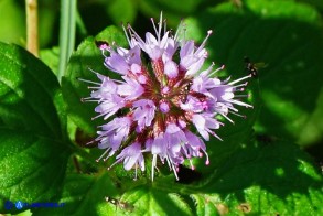 Mentha x piperita subsp. citrata (Menta citrata spontanea)