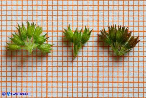 Mentha x piperita subsp. citrata (Menta citrata spontanea)