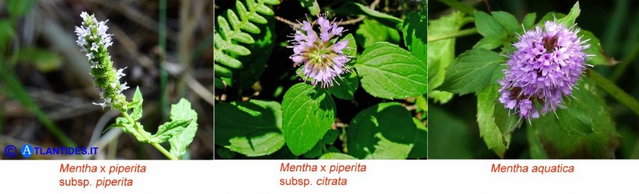 Mentha x piperita subsp. piperita, subsp. citrata e Mentha aquatica (Menta piperita, Menta citrata e Menta acquatica, tutte spontanee)