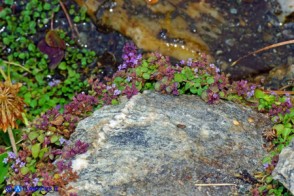 Mentha requienii subsp. requienii (Menta di Requien)