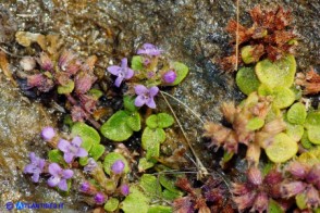 Mentha requienii subsp. requienii (Menta di Requien)