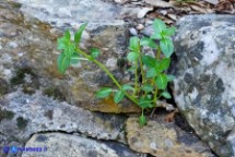 Mercurialis corsica (Mercorella di Corsica)