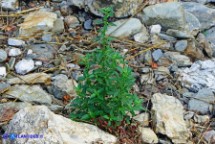Mercurialis corsica (Mercorella di Corsica)