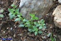 Mercurialis corsica (Mercorella di Corsica)