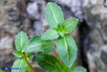 Mercurialis corsica (Mercorella di Corsica)