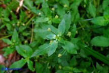 Mercurialis corsica (Mercorella di Corsica): Fiori maschili