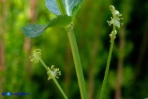 Mercurialis corsica (Mercorella di Corsica): Fiori maschili