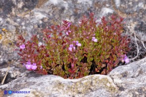 Micromeria cordata (Issopo a foglie cordate)