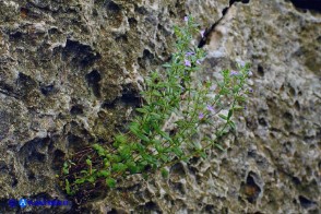 Micromeria cordata (Issopo a foglie cordate)