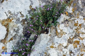 Micromeria cordata (Issopo a foglie cordate)