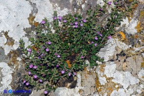 Micromeria cordata (Issopo a foglie cordate)