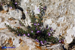 Micromeria cordata (Issopo a foglie cordate)