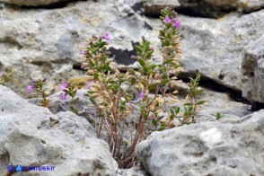 Micromeria cordata (Issopo a foglie cordate)