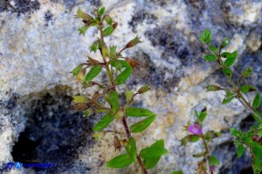 Micromeria cordata (Issopo a foglie cordate)