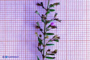 Micromeria cordata (Issopo a foglie cordate)