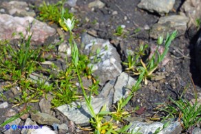 Moenchia erecta subsp. octandra (Peverina a otto stami)