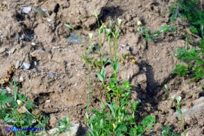 Moenchia erecta subsp. octandra (Peverina a otto stami)