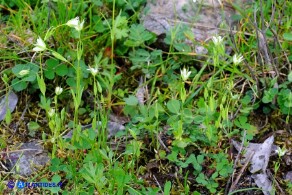 Moenchia erecta subsp. octandra (Peverina a otto stami)