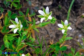 Moenchia erecta subsp. octandra (Peverina a otto stami)