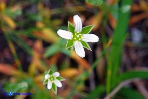 Moenchia erecta subsp. octandra (Peverina a otto stami)