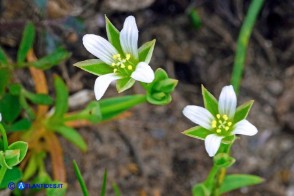 Moenchia erecta subsp. octandra (Peverina a otto stami)