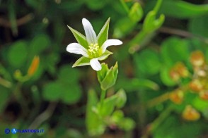 Moenchia erecta subsp. octandra (Peverina a otto stami)