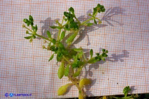 Montia arvensis (Pendolino dei campi)