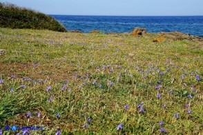 Moraea sisyrinchium (Giaggiolo dei poveretti)