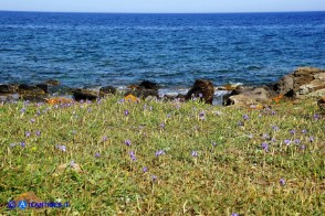 Moraea sisyrinchium (Giaggiolo dei poveretti)